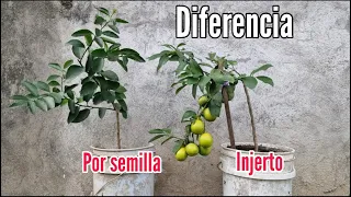 La diferencia entre plantas injertadas y por semilla