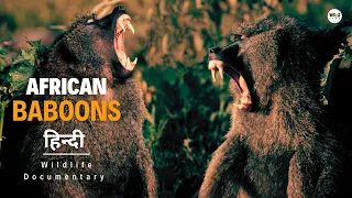 Baboons - Wild Africa, हिन्दी डॉक्यूमेंट्री  | Wildlife documentary in hindi