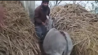 New video donkey with man funny video