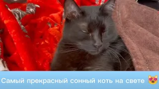 Красиво спать ещё уметь надо, и вот Салем умеет, самый прекрасный коть 😻