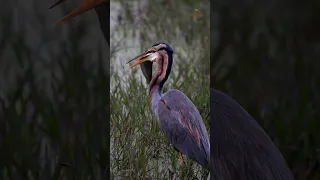 Purple Majesty: Heron's Triumph #birdlives #viralvideos #viralreels #birds #nature #wildlife