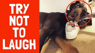 Top 10 Funny Doberman Videos 2019 | Try Not To Laugh At This Ultimate Funny Animal Video Compilation