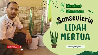 MANFAAT & CARA MENANAM SANSEVIERIA ( LIDAH MERTUA ) | MARI HIJAUKAN PEKARANGAN RUMAH KITA.