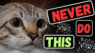 One Thing You Should NEVER Do Around Your Cat