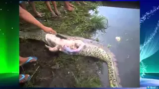 Cut-open the stomach of alive Anaconda to pullout dead crocodile