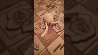 Пьяный кот! 🐈