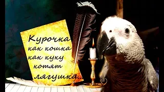 Жако Петруня САМА сочиняет СТИХИ/parrot Jaco Peter writes his POEMS/funny animal videos#Shorts
