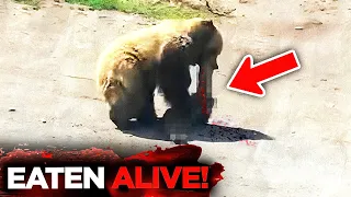 The HORRIFYING Last Minutes of Steven Jackson EATEN ALIVE By a Bear!