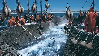 A Way For Fishermen Net Fishing Tuna - Giant Bluefin Tuna Catch Hundred Tons Tuna Fish On the sea #2