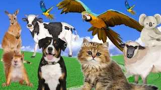 Cute animals around us - Cat, Dog, Duck, Otter, Cow, Squirrel, Parrot - Animal sounds