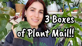 3 BOXES OF PLANT MAIL!! 🤪😍 The House Plant Co & Beleaf Tropicals rare plant unboxing 🌿