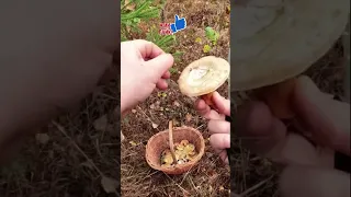 💥ЦАРСКИЕ ГРИБЫ РЫЖИКИ!👉Грибник в ВОСТОРГЕ!!!🌲🍄🌳 #shorts