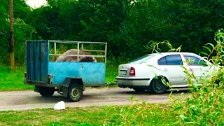 Сдал свиноматок,цена 🔥 живой вес пошёл в цене,и на нашей улице будет праздник 🥂