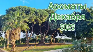 Зимние Ароматы ||Декабрь 2022 #ароматы #духи #любимыедухи #ksenyanagar