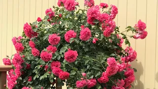 Если вы ещё  не посадили эти розы !!!Срочно сажаем и наслаждаемся 🌹