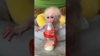 Baby monkey wants milk #shorts