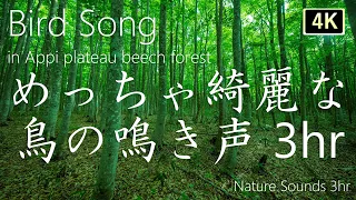 [Super beautiful bird chirping natural sound] Healed by the singing of birds nature sounds 3hr