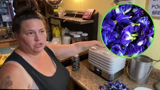 Blue Butter Fly Pea Flower Harvest| How to Harvest the Blue Butter Fly Pea Flower