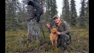 Taiga the Pystykorva - Taigan ensimmäinen metso täydelliseen haukkuun!