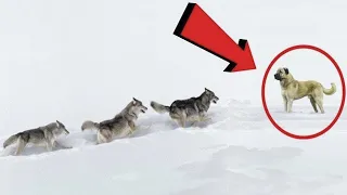 3 WOLVES ATTACKED A DOG! WOLVES VS. DOGS