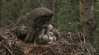 great gray owl family