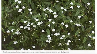 Традесканция гибазис   белая фата для цветников, контейнеров и подоконников