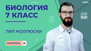 Тип моллюски. Урок 10. Биология 7 класс