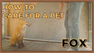 how to care for a pet fox