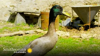 This Duck’s Unusual Upbringing Explains His Fear of Water 🦆 Smithsonian Channel