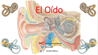 Anatomía - Oído (Externo, Medio, Interno, Huesecillos, Músculos)