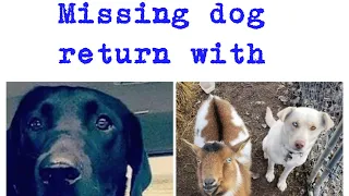 Missing Dog Returns Home With New Dog And Goat Friend  Heart touching story must watch