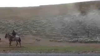 Patagonia sheep herding experience