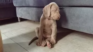 Just Weimaraner sleepy baby girl /5 weeks old/