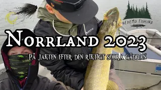 (Gäddfiske i Norrland)flugfiske efter stor gädda