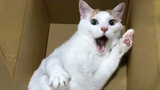 Funny Cat Memes Compilation of 2023 😹 #30