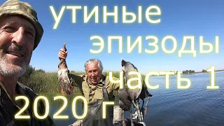 ОХОТА на УТКУ.  Утиные эпизоды 2020 г.  часть 1.