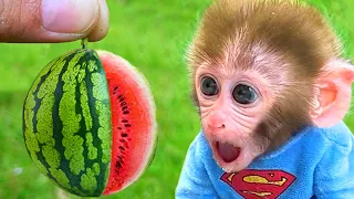 Monkey BonBon Eat Watermelon Fruit With Cute Puppy - Crew BonBon