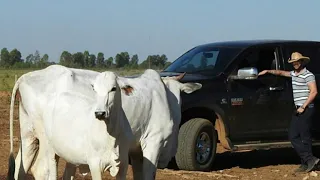 Gusttavo Lima dia na Fazenda