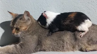 A Guineapig and a Cat story||Best Friends Forever||