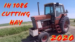 IH 1086 Cutting Grass Hay 2020