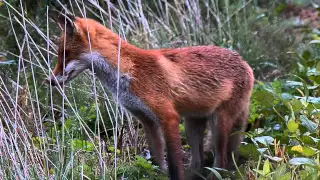 Liška obecná   Vulpes vulpes