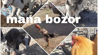Qirguli pelikan tovuq kabutar va it bozori zor bolyapti  30 марта 2022 г.
