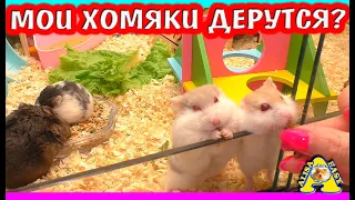 Кто кого кусает?  / стайка хомяков кемпбелла / Алиса Изи Петс / Alisa Easy Pets