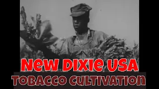 “NEW DIXIE USA”   1940’s GERMAN FILM ABOUT TOBACCO INDUSTRY  AFRICAN AMERICAN FARM WORKERS  XD47794