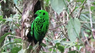 Birds of Mount Kinabalu, Borneo
