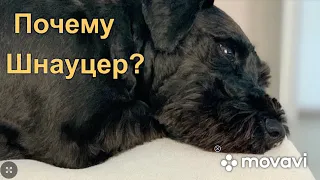 Почему мы выбрали цвергшнауцера? why did you choose a schnauzer