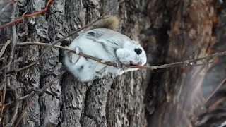 【4K】Siberian flying squirrel　 エゾモモンガ