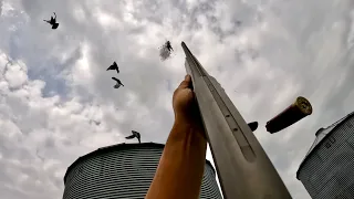 These Grain Bins were PILED with Pigeons! (Pigeon Hunting)