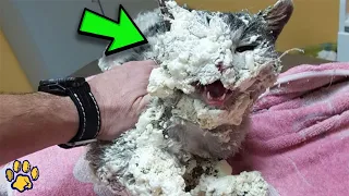 Kitten Found Trapped in Assembly Foam and Discarded Like Trash