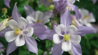 When It's Springtime In The Rockies - Sons of the pioneers: with Lyrics(가사번역)